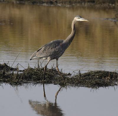 heron too.jpg