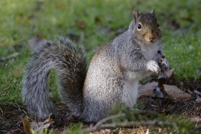 11-28-04Western Gray Squirrel