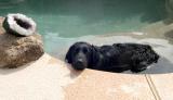 Adventure Dog Cools off after the Hike