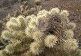 Nest in the Cholla
