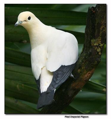 Pied Imperial Pigeon