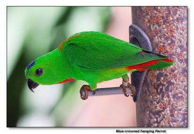 Blue-crowned hanging Parrot