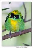 Green and Gold Tanager