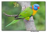 Red-collared Lorikeet