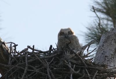 Baby Horned Owl waiting for mama again.jpg