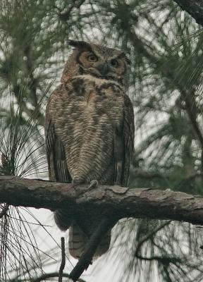 Mama Horned Owl.jpg