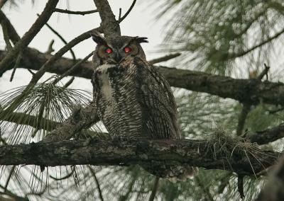 Papa Horned Owl.jpg