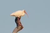 Ibis on branch.jpg