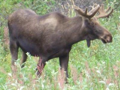 Saw this moose on the road outside Denali.