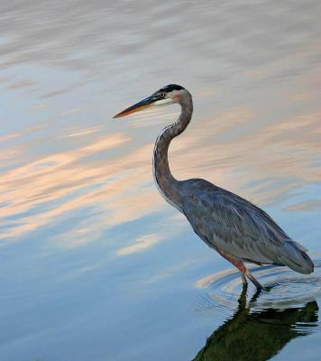 Great Blue Heron
