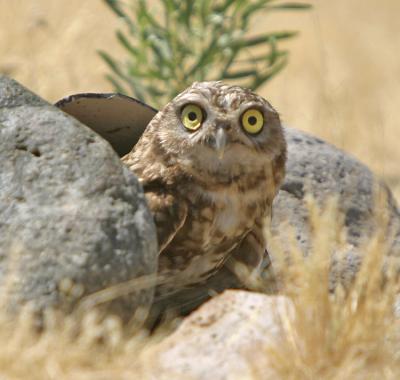 Burrowing Owl