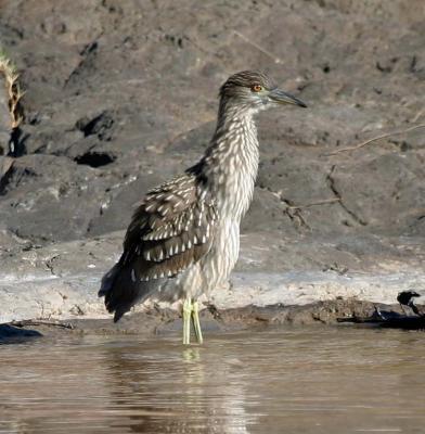 Black-crowned Night Heron (juvenile)