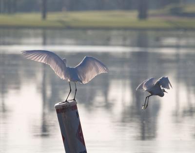 Great Egret Muscles In On Snowy Egret