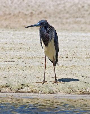 Tricolor Heron