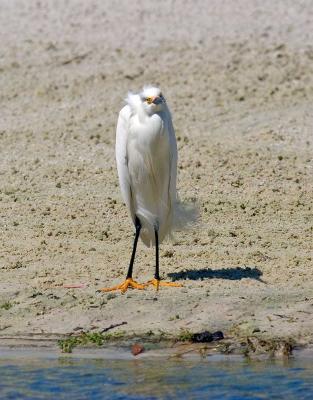 u49/rafael_enrique/medium/40991578._MG_2901snowyegretW.jpg