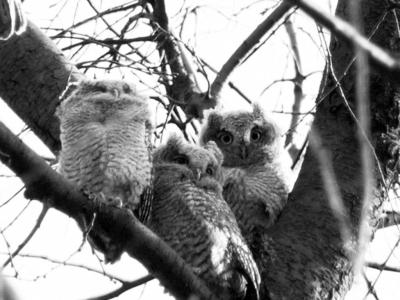 Screech owlets   P1110758 copyb2.jpg