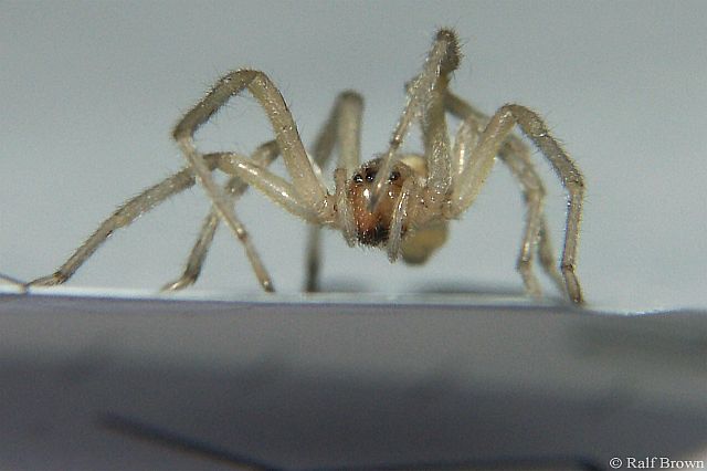2005-03-14 Spider
