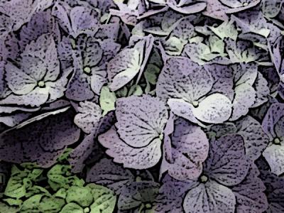 hydrangea-edges.jpg