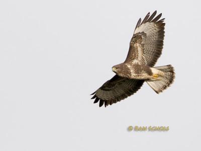 Buizerd C20D_00296.jpg