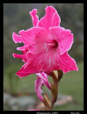 Durmitor flower