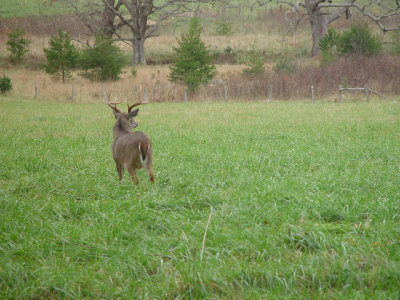 Buck in the Meadow of Cades Cove