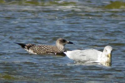 LBB and Herring Gulls New Minas.jpg