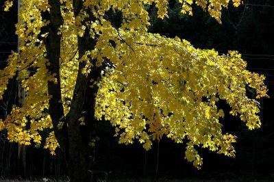 Fall tree, Kentville.jpg