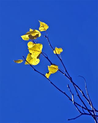 [October 10th] Golden aspens & blue sky