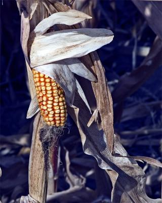 [October 31st] Autumn corn