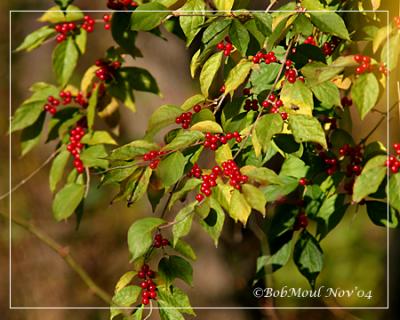 ChokeCherries