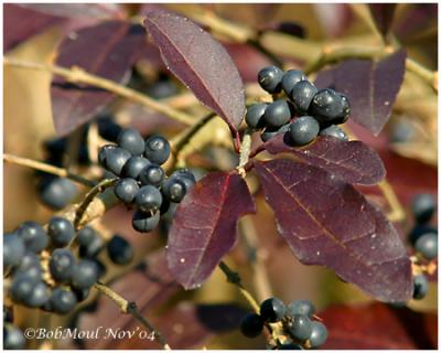 Highbush Blueberry