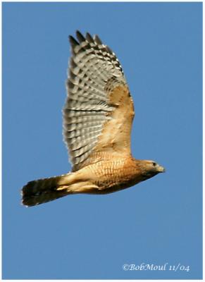 Red-Shouldered Hawk
