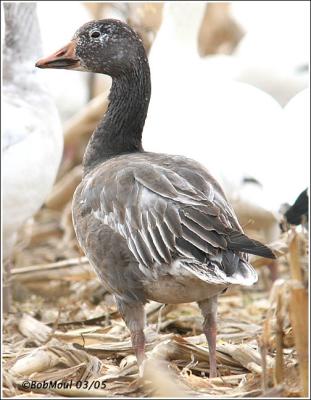 Snow Goose-Juvenile Dark Phase