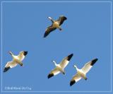 Snow Geese-Blue Phase Snow Goose at top