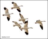 Snow Geese
