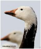 Snow Goose Adult Dark Phase