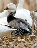 Snow Goose-Adult Dark Phase