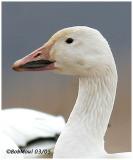 Snow Goose-Adult