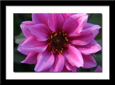 Vivid Pink