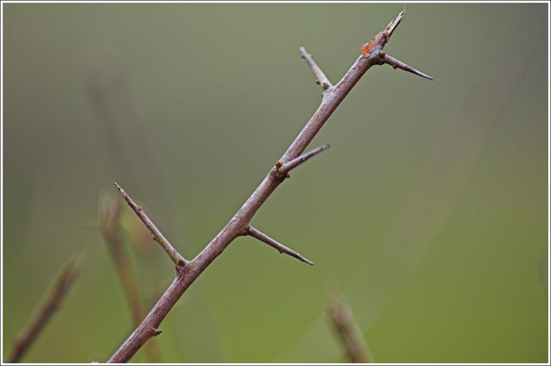 Sharp Thorn?