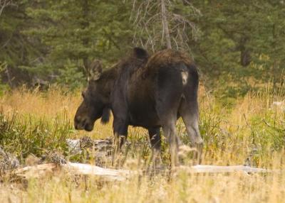 Back end of a moose!!