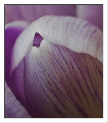 Lilac and White Crocus