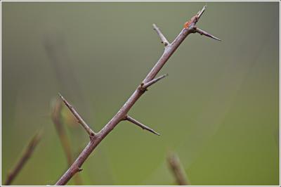 Sharp Thorn?