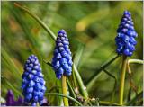 Grape Hyacinths