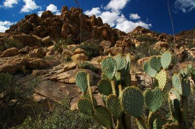Cactus and Boulders.jpg
