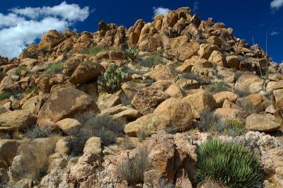 Desert Rock Garden.jpg