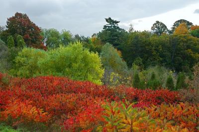 Fall Color Landscape.jpg