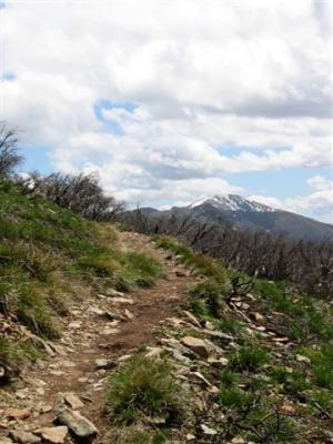 Track to Feathertop