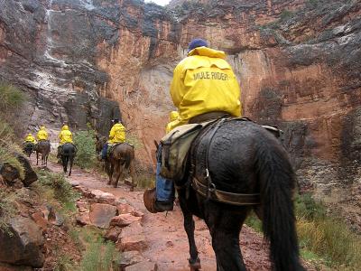 Mule Train