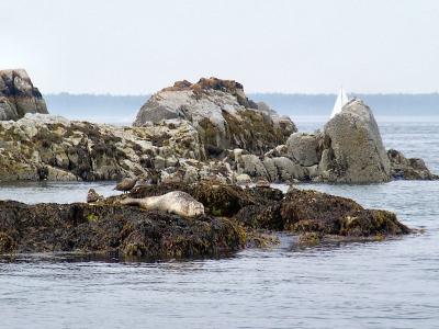 Atlantic seal